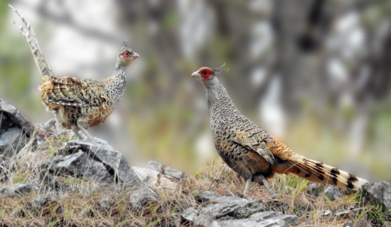 लोपोन्मुख चिरकालिज जोगाउनै मुस्किल