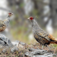 अर्थमन्त्रीले प्रसारण लाइन निर्माण शुभारम्भ गर्नुहुने