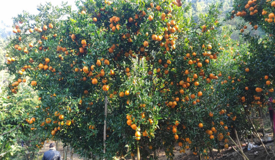 झुण्डिएको अवस्थामा महिला मृत  फेला