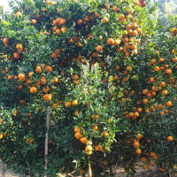 बालबालिकाको साथी मुना