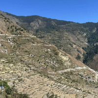 परम्परागत खेती छाडेर व्यावसायिक सुन्तला खेतीमा