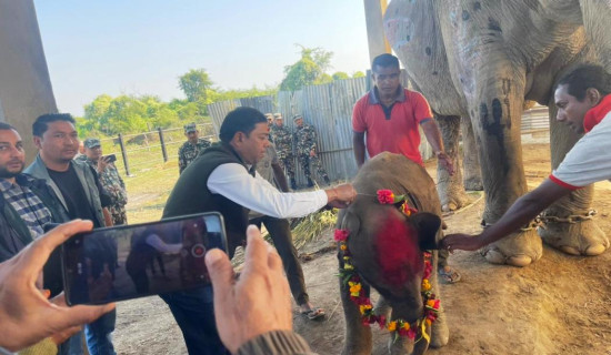 शोभाकलीले सातौँ छावा जन्माउँदा...