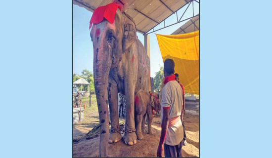 सातौँ सन्तानको न्वारन