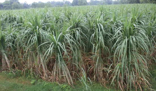 उखुको मूल्य प्रतिक्वीन्टल ७५० रुपियाँ कायम गर्न माग