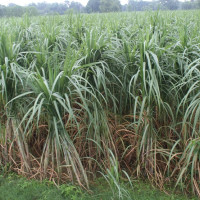 ‘निर्वाचन पहिलो प्राथमिकता’