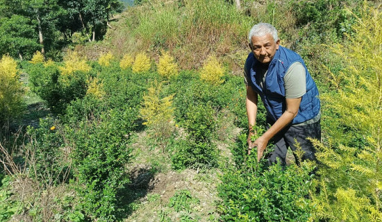 परम्परागत खेती छाडेर कामिनी पत्ता उत्पादनमा किसान