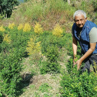 हिमाली क्षेत्रमा जलवायु परिवर्तन : स्थानीय अनुभव र चुनौती
