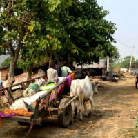 मोबाइल प्रेमको असर