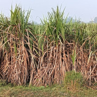 मोना लिसालाई प्रसिद्ध बनाउने त्यो चोरी