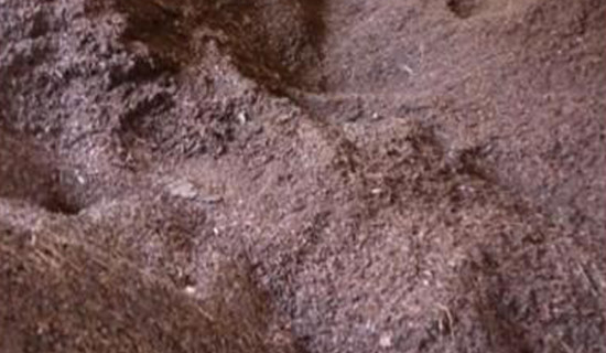 सुदूरपश्चिम टस जितेर बलिङ गर्दै