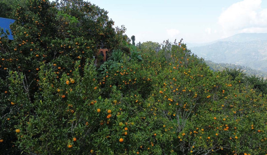 बलियो जगको सत्ता गठबन्धन