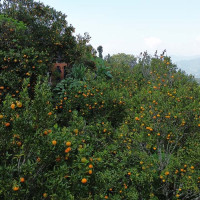 पाँचथरको राँके–रवि सडकमा कालोपत्र हुन सकेन