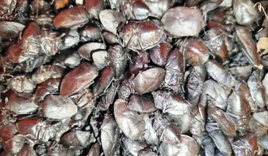 पशुमा आमखोप अभियानको तयारी