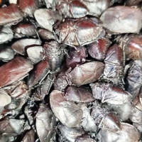 मातृभाषाको महत्त्व