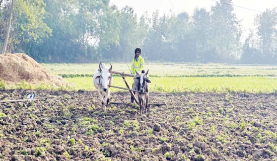 धानपछि गहुँका लागि मल अभाव