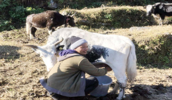 चौँरीपालनबाट आकर्षक आम्दानी