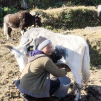 अन्तर्राष्ट्रिय उडान नियमित गर्न माग