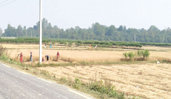 धान भित्र्याउन महिला मजदुरकै भर