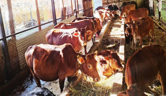 एउटै गोठमा ५७ वैदिक गाई संरक्षण