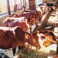 सामाजिक सुरक्षाको आयाम