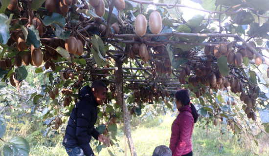 पकेट क्षेत्र निर्धारण गरेर किवीखेतीमा लगानी गर्दै पौवादुङमा