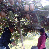 जाजरकोट भूकम्प : पहिलो किस्ताको राहत पर्खिदै सल्यानका भूकम्पपीडित