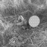 बुद्ध जब राजमहल फर्किए