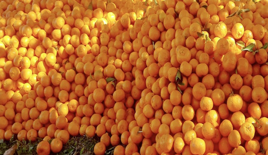 लोकसेवा तयारीका लागि प्रदेश-स्थानीय सरकारलाई विशेष लगानीको सुझाव