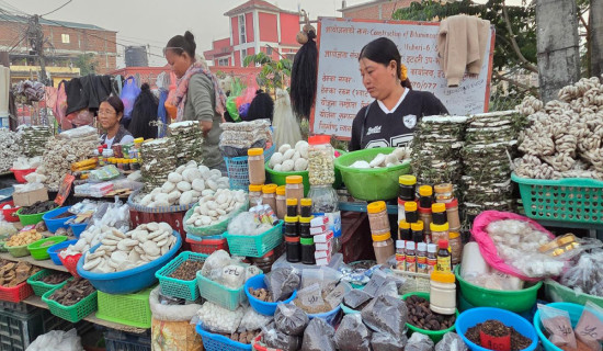 बिउको गुणस्तर र प्रमाणीकरण तालिम दिएर जाँच अनि प्रमाणपत्र
