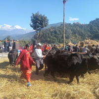 बाघको आक्रमणबाट महिलाको मृत्यु