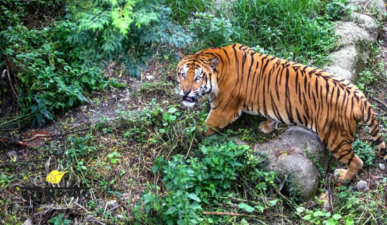 बाघको आक्रमणबाट महिलाको मृत्यु