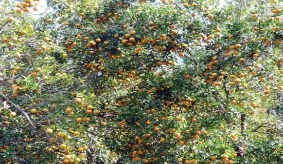 सुन्तला उत्पादनमा कमी