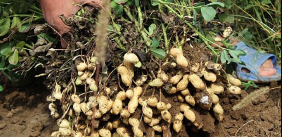 बगरको बदामले डेढ लाखसम्म आम्दानी