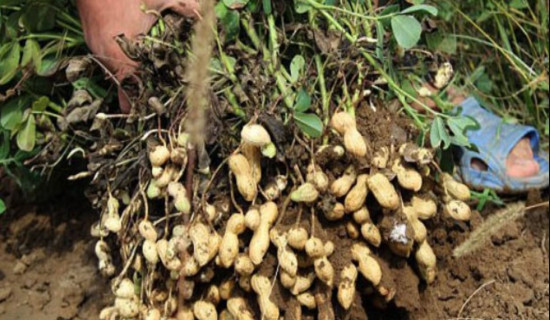 बगरको बदामले डेढ लाखसम्म आम्दानी