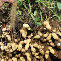 स्तरोन्नतिपछिका लागि गहन तयारी