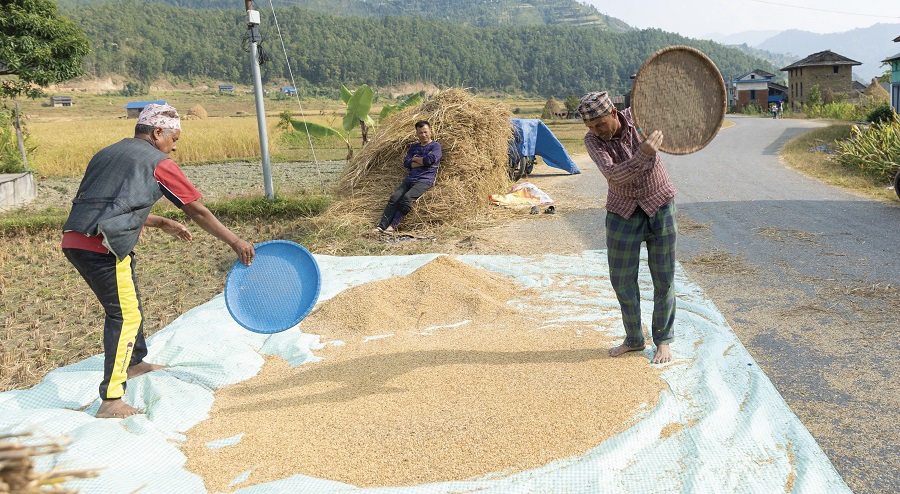 गुल्मीमा धान उत्पादनमा गिरावट