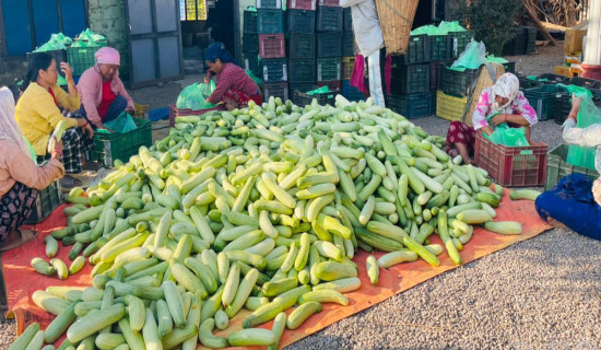 हुप्सेकोटका तीन हजार किसान काँक्रा बेचेर कुस्त कमाउँदै