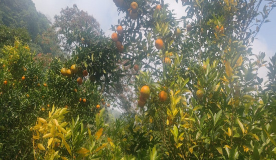 भूकम्प प्रभावित विद्यालय र स्वास्थ्य संस्था पुनर्निर्माण : १४ हस्तान्तरण हुँदै