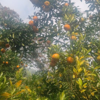 नेवारी कला, संस्कृति जोगाउन यःमरी महोत्सव