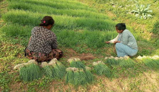 करिब पाँच लाख प्याजका बेर्ना बेच्दै इन्द्र दम्पती
