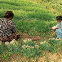 जुडो टोली थाइल्यान्ड प्रस्थान