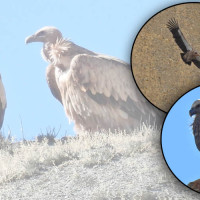 चिसोमा हिमालयन ग्रिफनलाई निकै कष्टकर