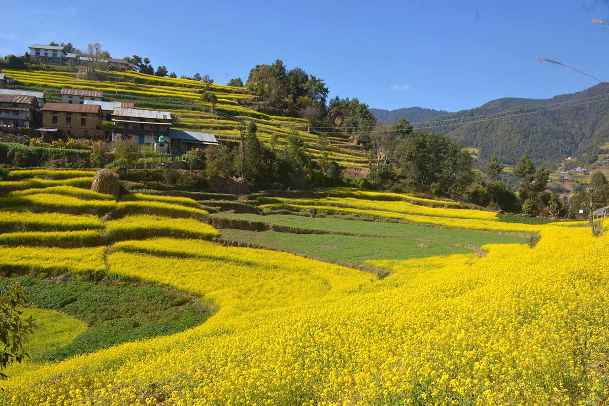 तोरी फूलले बनाएको आकर्षक बारी