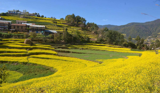 तोरी फूलले बनाएको आकर्षक बारी