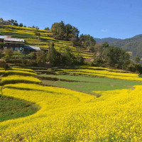 निजगढ विमानस्थल अनुगमनमा प्रधानमन्त्रीसहित सत्ता गठबन्धनका शीर्ष नेता