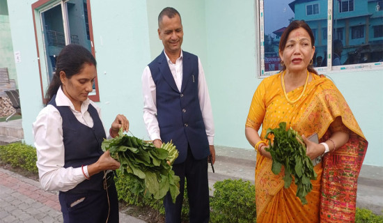 एसीसी यू–१९ प्रिमियर कपः नेपालले उपाधिका लागि खेल्दै