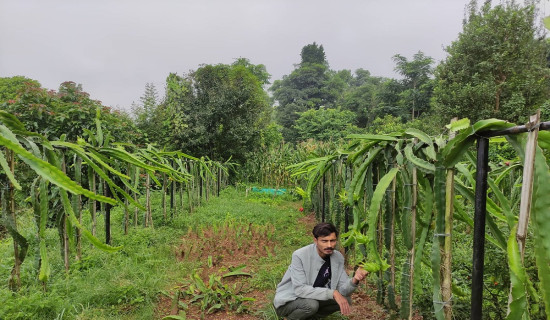 व्यवसायीलाई आकर्षित गर्दै ड्रागन फल