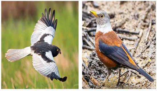 पाँचसय सत्तरी स्थानीय तहको परिणाम सार्वजनिक