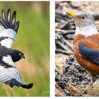 पाँच महिला वडाध्यक्ष