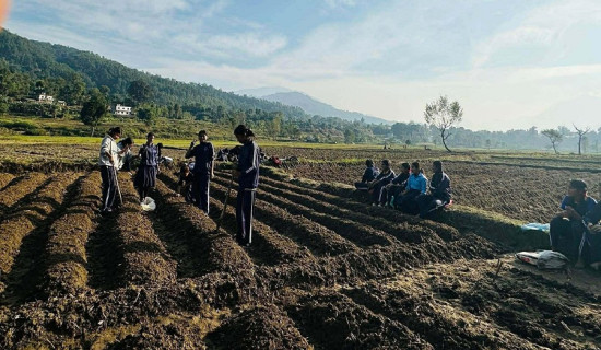 आलु खेती गर्दै तारा माविका विद्यार्थी : व्यवहारिक सिकाइको उत्कृष्ट नमुना